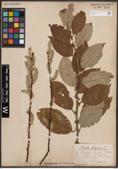 Foto von Salix caprea L.